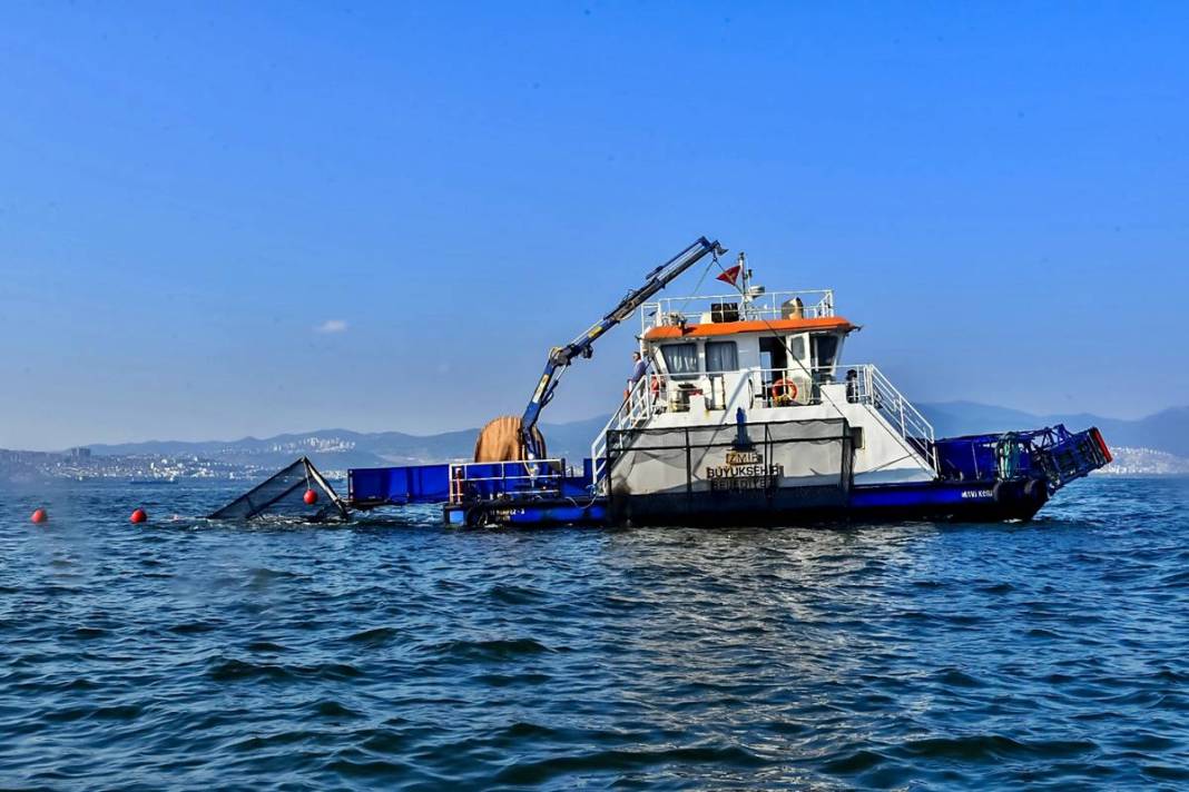 Görenler şaştı kaldı: Bu canlı, İzmir'deki kirliliği azaltılacak! Sayıları her geçen gün artıyor 12